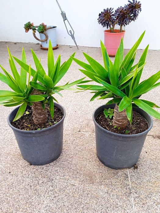YUCAS para a sua sala, varanda, terraço de apartamento e jardim