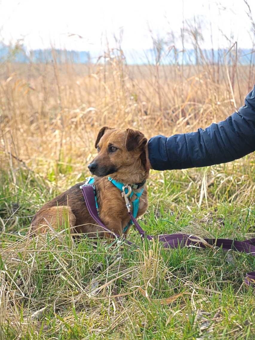 Bursztynek - rozczulający, mały psiak, idealny towarzysz - do adopcji.