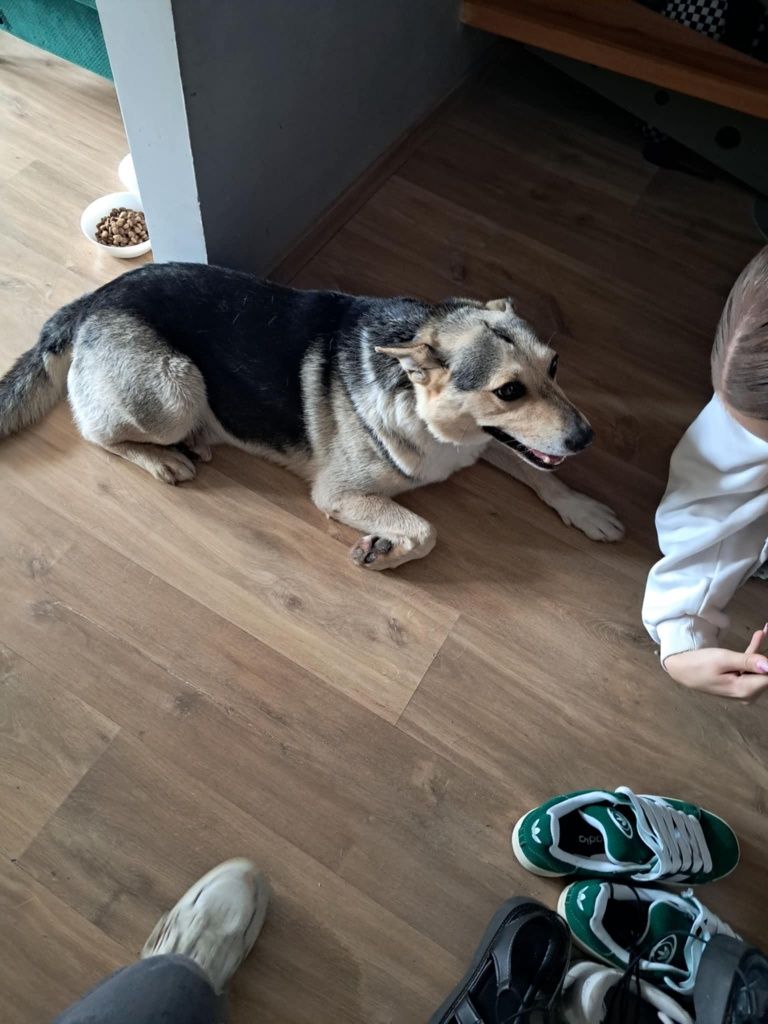 Rex czeka na dom
