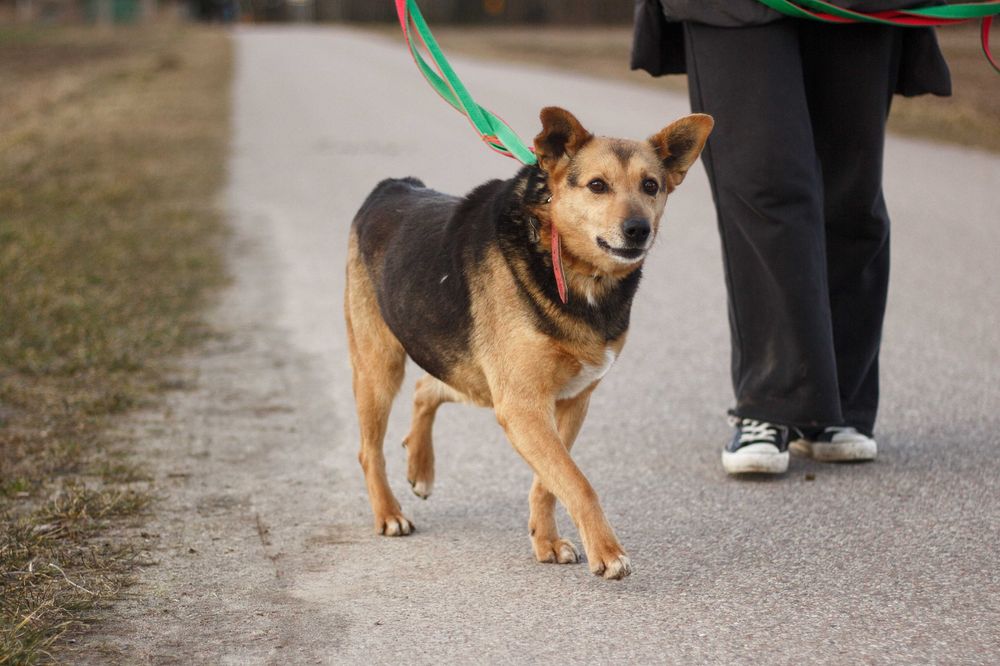 IRGA - Schronisko Canis w Kruszewie