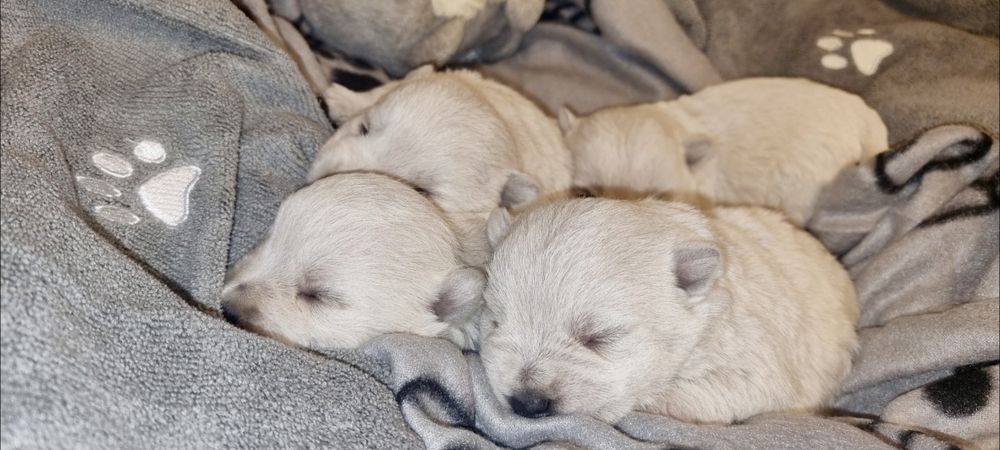 West Highland White Terrier- suczka