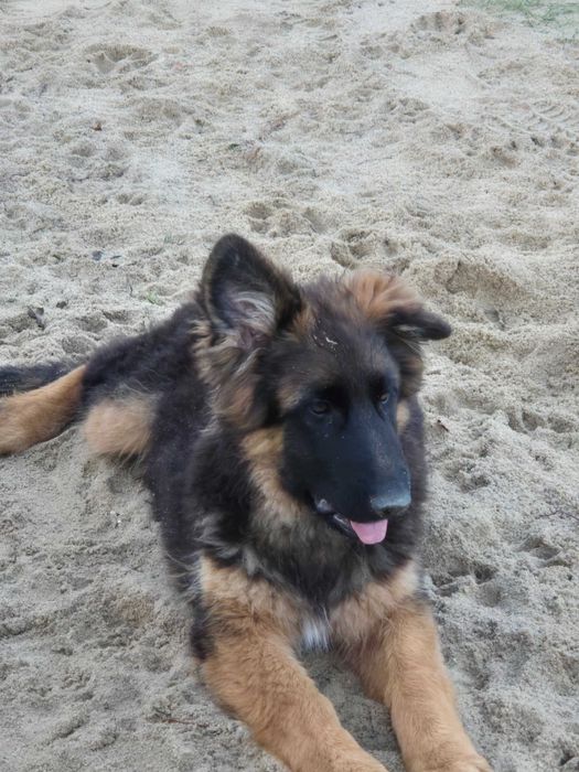 Owczarek niemiecki dlugowlosy suczka