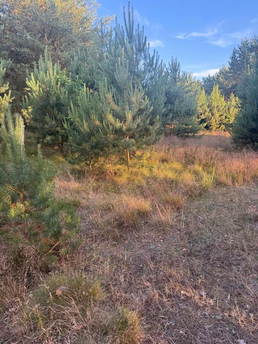 Działka budowlana w Łośnie