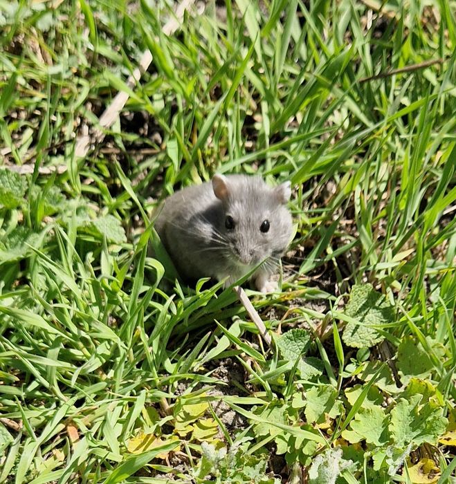 Хом Фенотип Royal Blue