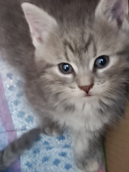 Кошенята у добрі руки