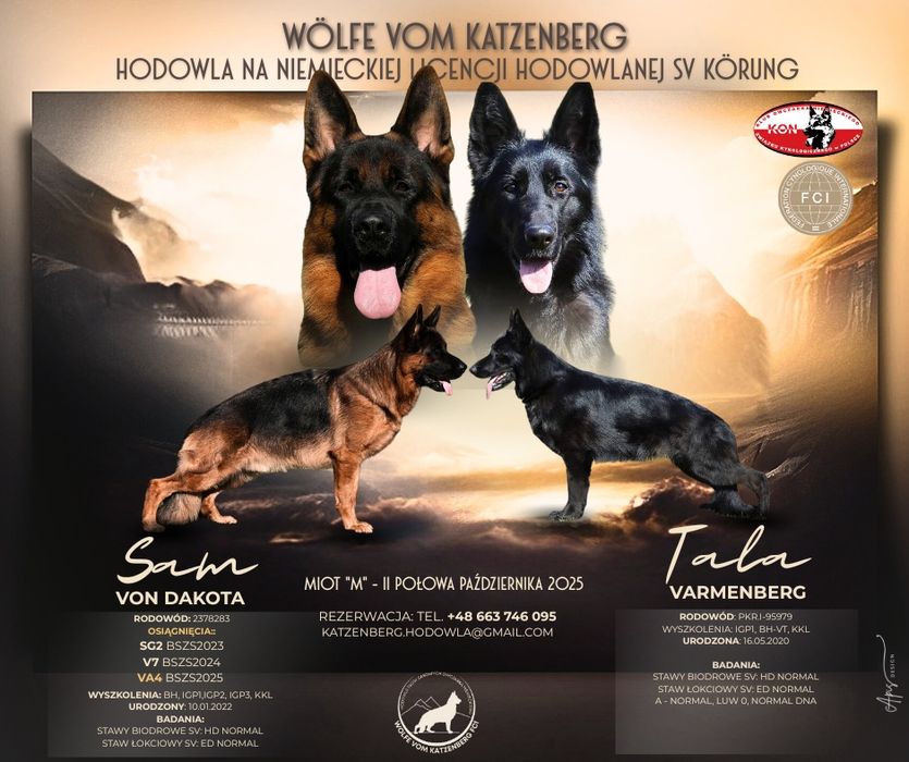 Owczarek niemiecki krótkowłosy SZCZENIAK - ojciec Mistrz Świata Junior