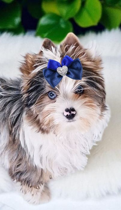 *UNIKAT* chłopczyk z niebieskimi oczkami Yorkshire Terrier