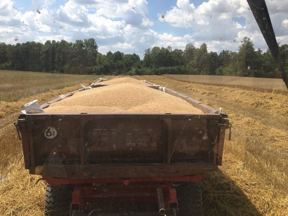 Продам зерно пшениці 2 клас 500 тонн