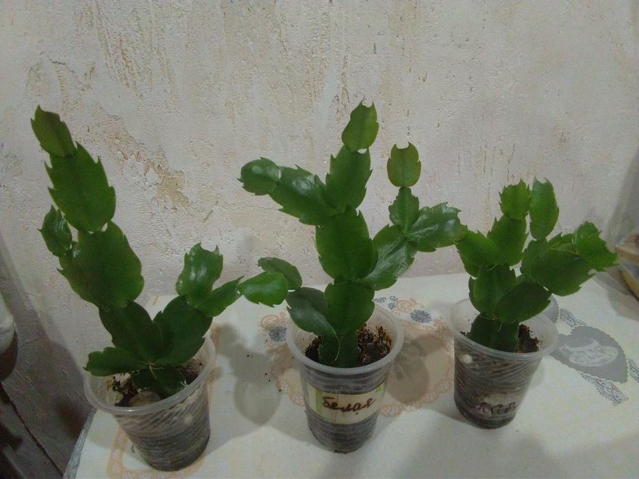 Сортовая шлюмбергера (рождественник)