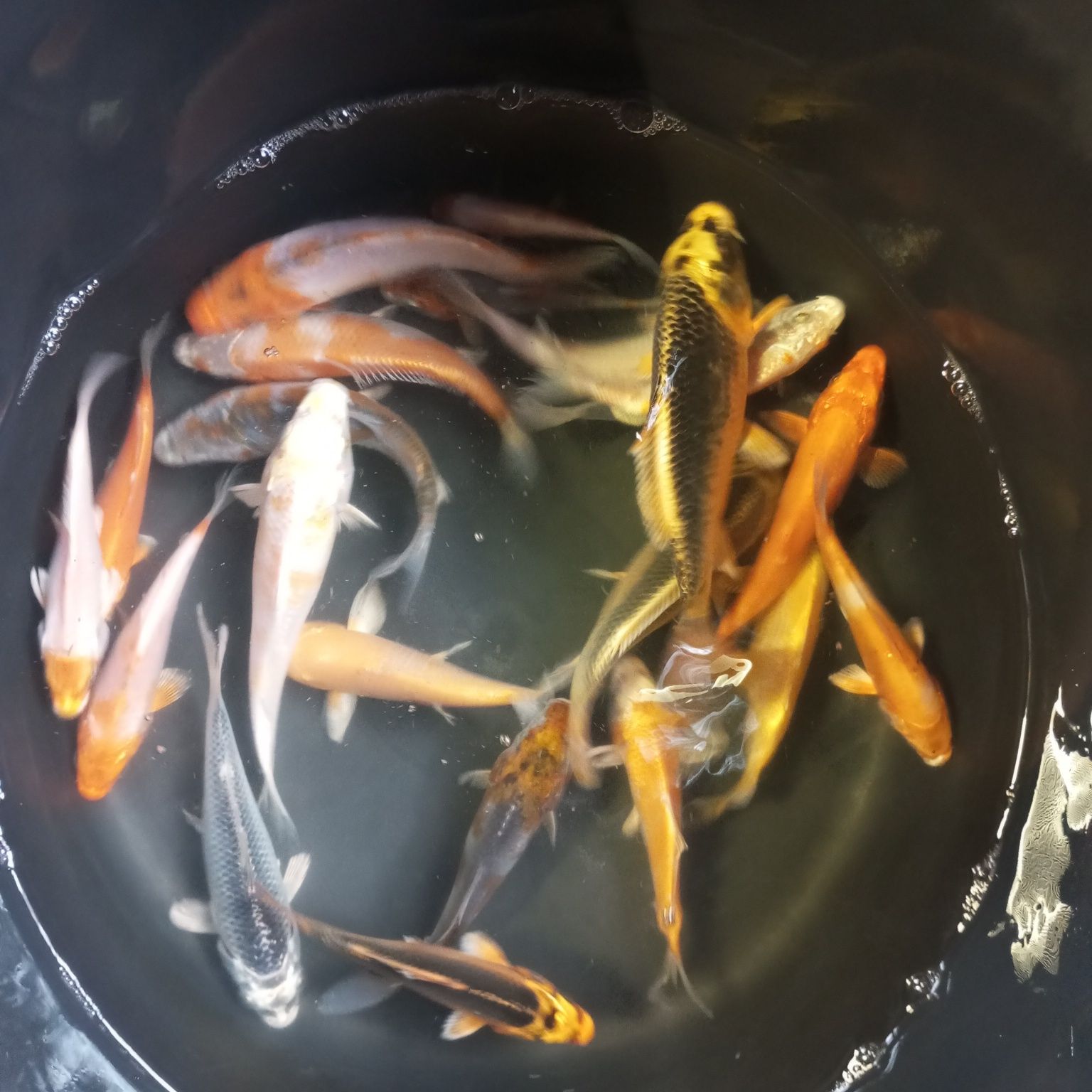 Karp koi w sprzedaży