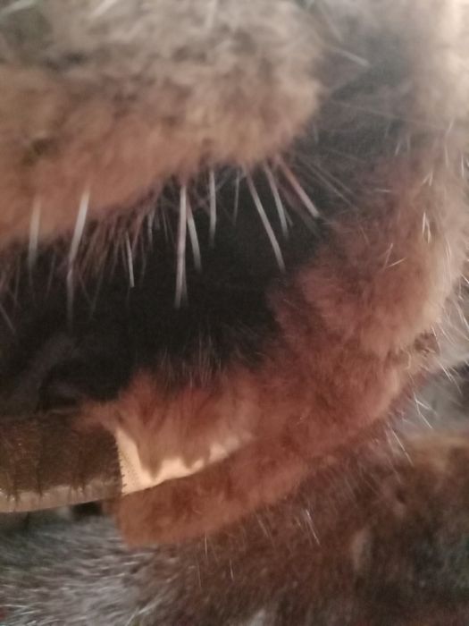 Futro(kurtka) z norek