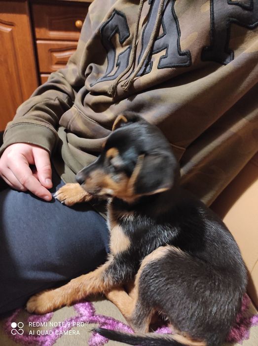 Цуценя дівчинка в добрі руки.