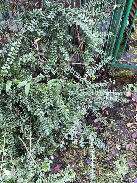 Вічно зелений кущик, жимолость шапочна та цибулини жовтого нарцизу