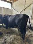 Mloda krowa angus