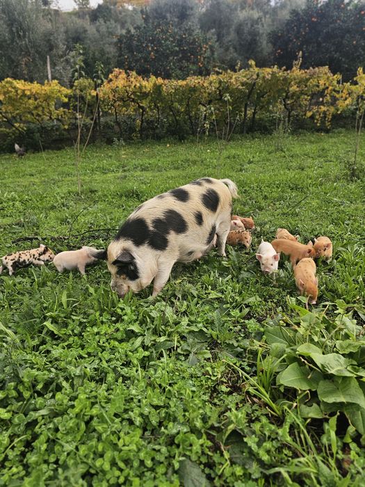 Porcos kunekune pequenos