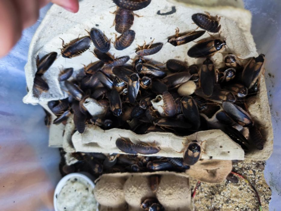 Karaczan Argentyński Dubia 50 sztuk