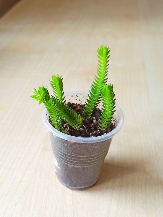 Сукуленти, кімнатні рослини