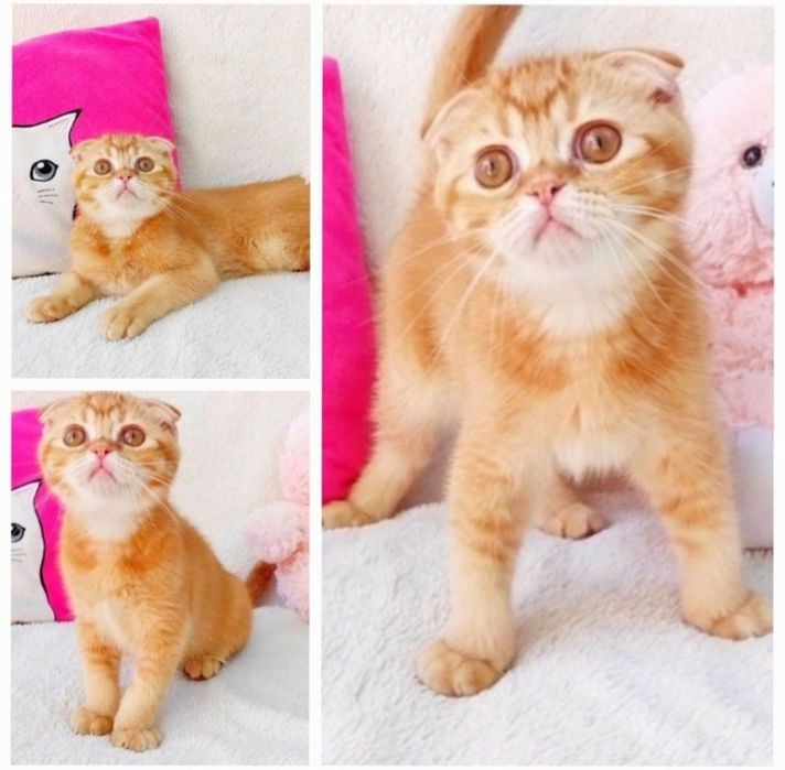 Чудо хлопчик Золотий красунчик фолдик