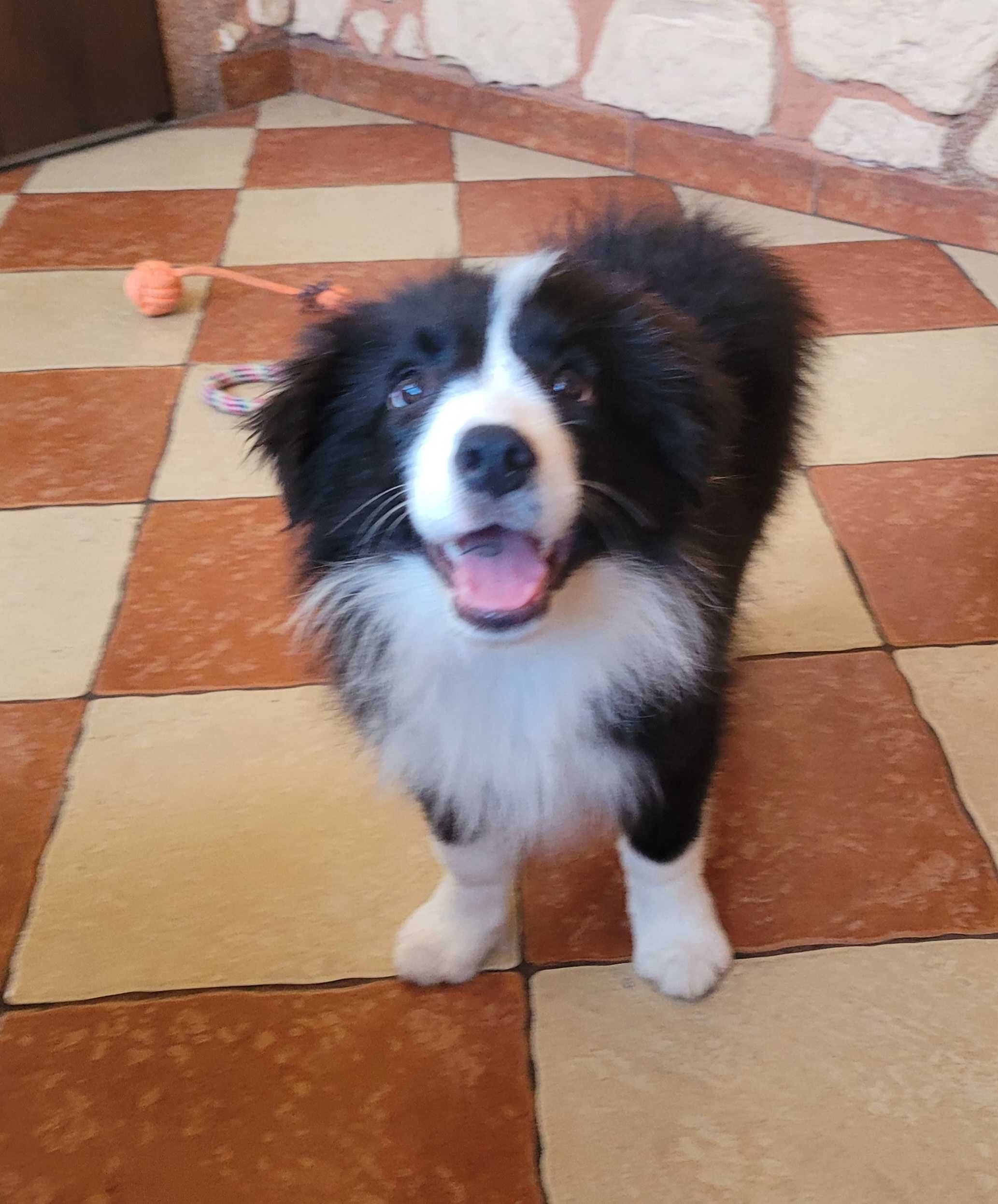 Border collie z metryka Fci