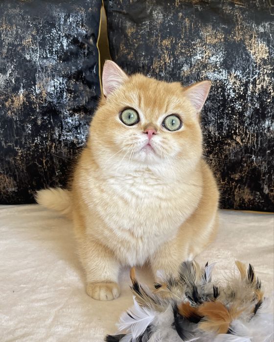 Best of the best-Oscar