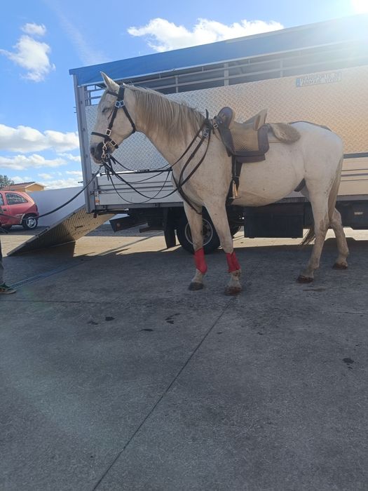 Para venda cavalo