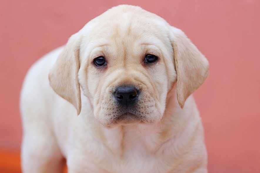 Продаются щенки лабрадора-ретривера с документами