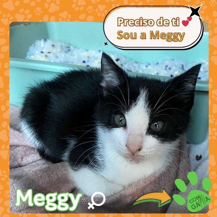 Gatinhas para adoção Meggy e Molly