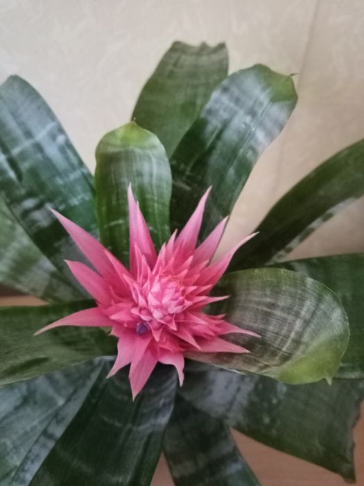 Цветок Эхмея полосатая "Праймера" .