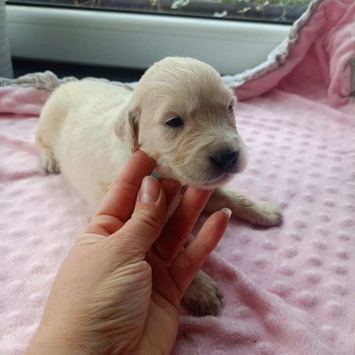 Golden retriever