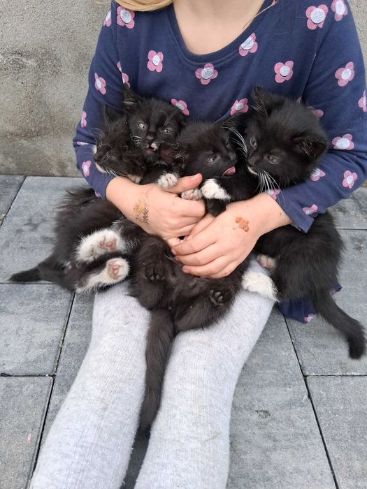 Oddam 4 młode koty w dobre ręce