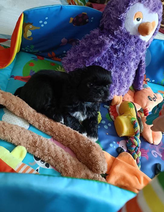 Śliczna dziewczynka  shih-tzu