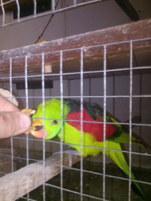 Папугай червонокрилий