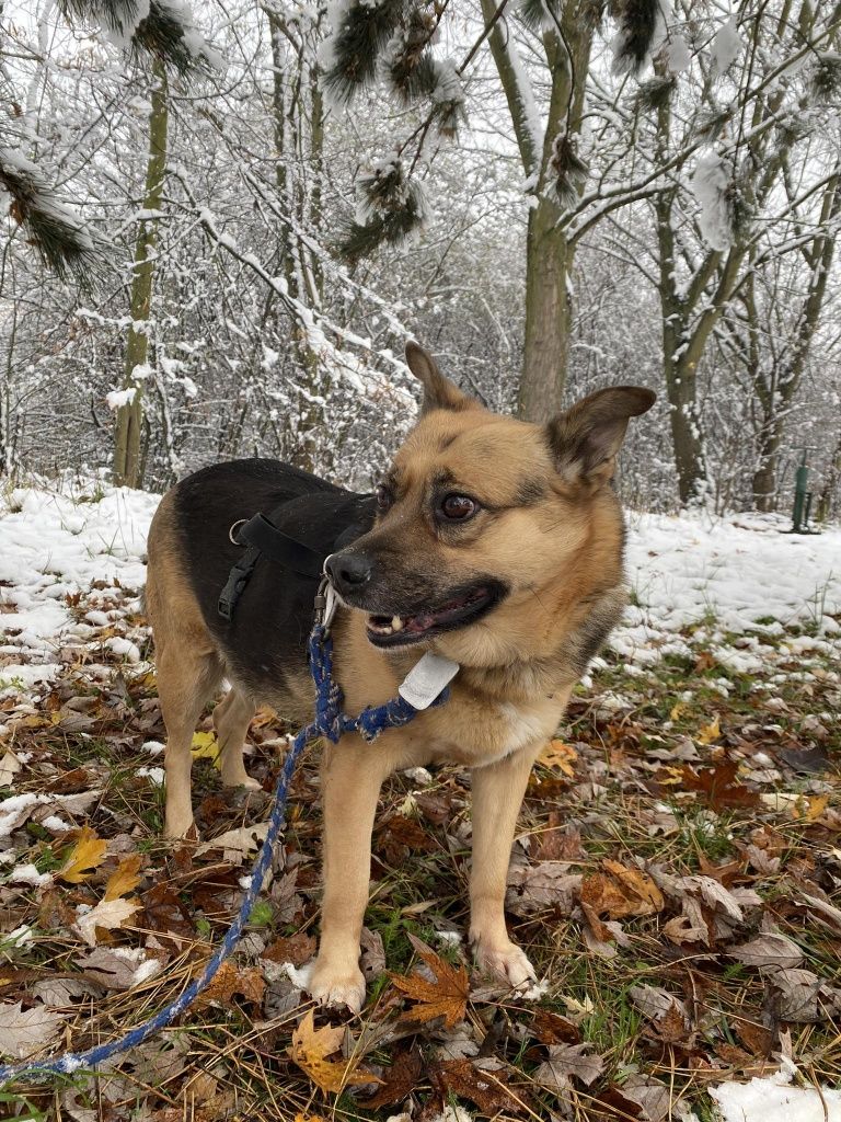 Machlojka do adopcji Schronisko Sokołów