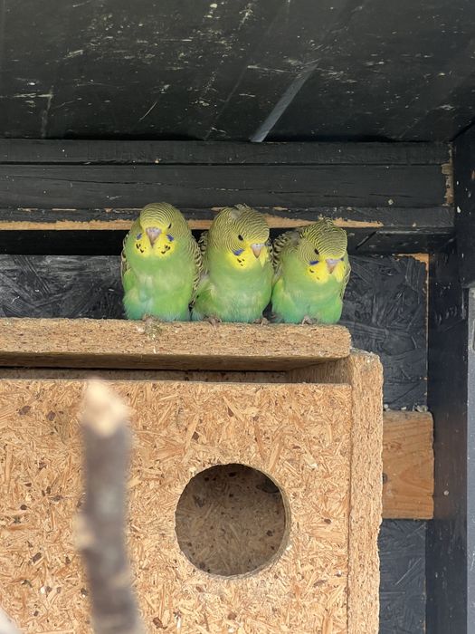 Sprzedam papugi faliste