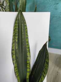 Sansevieria Silver Flame Sansewieria