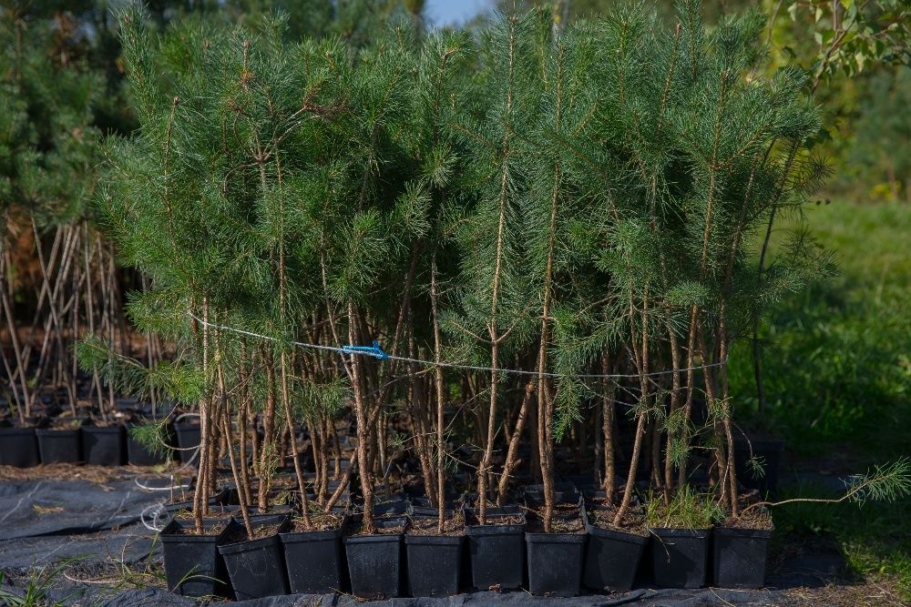 Sosna Zwyczajna (Pinus Sylvestris), wys. 140-150cm, donica 3l