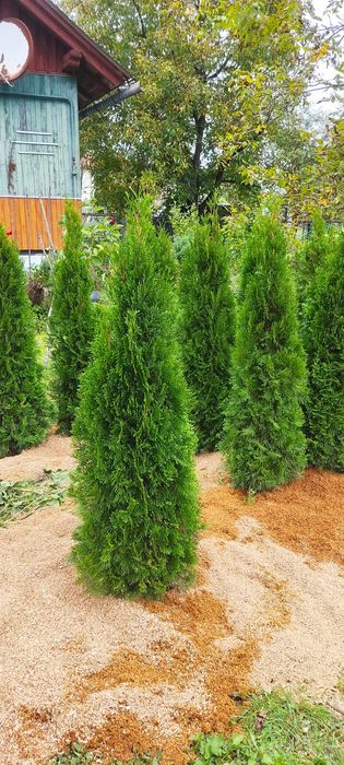 Продам туя смарагд