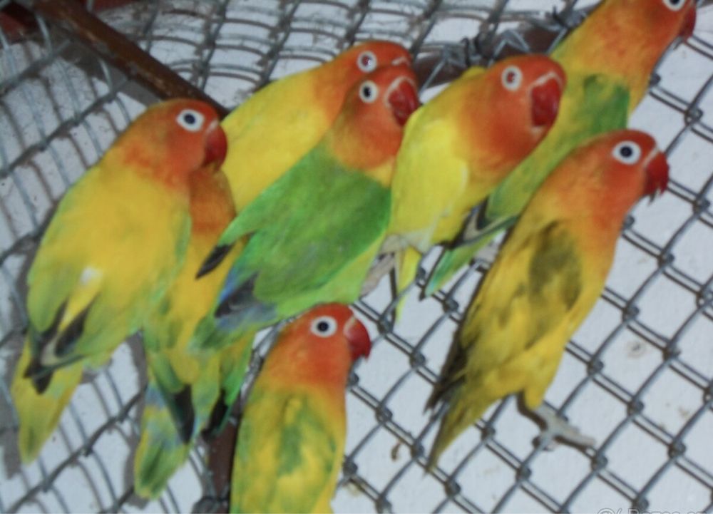 Экзотические попугаи неразлучники розовощекие,масковые