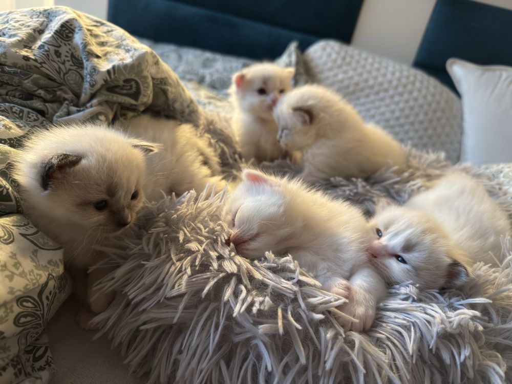 Ragdoll kocurek
