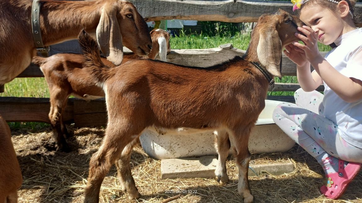 Продам двух козликів 100% Англонубійські