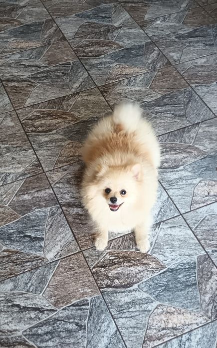 Szpic Pomeranian