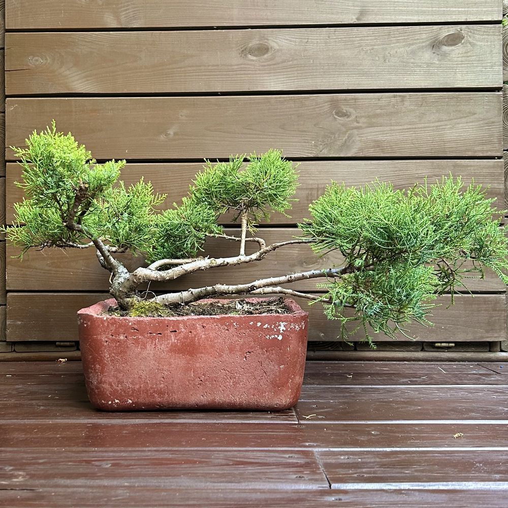 Jakowiec chinski bonsai w recznie wykonanej betonowej donicy