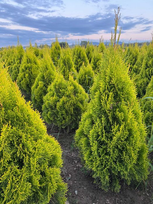 Tuja-Thuja SZMARAGD gold,zloty szmaragd 100-120cm klasa prenium
