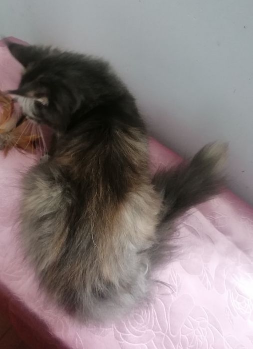 Мейн-кун   киця.