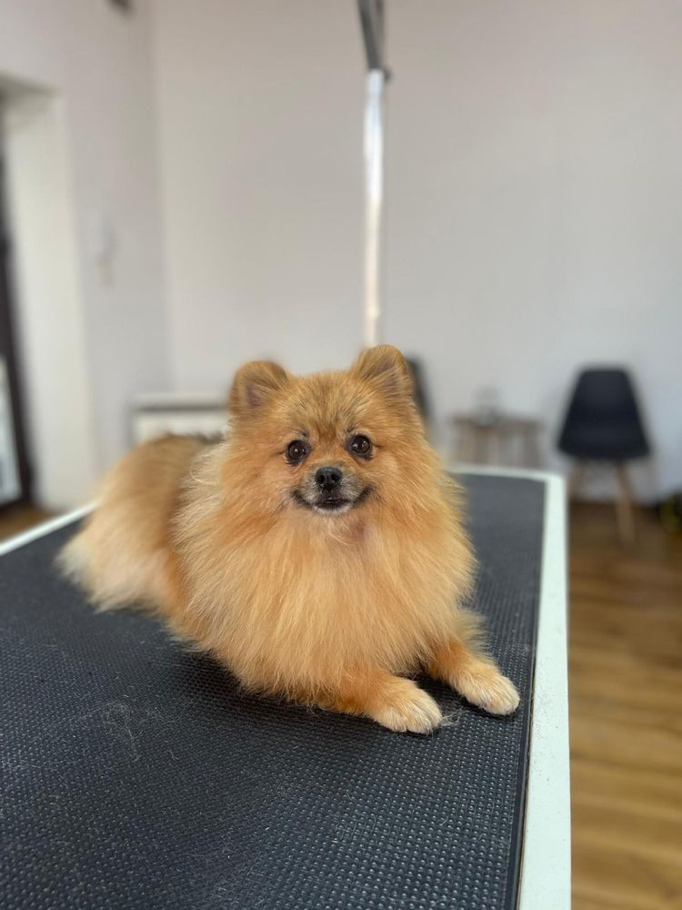 Szpic miniaturowy pomeranian samiec