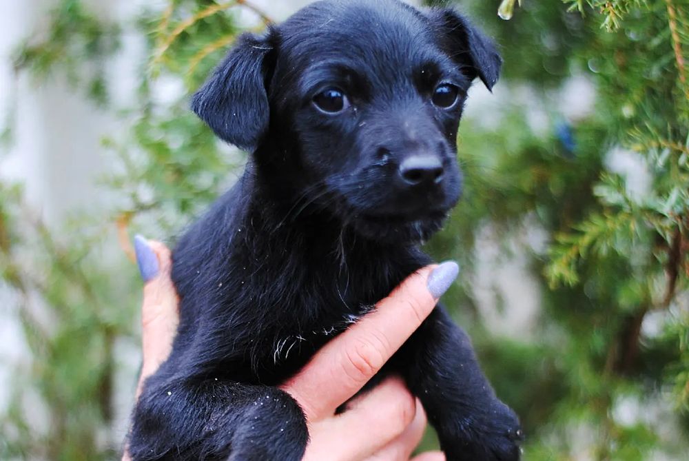 Вакциновані цуцики в добрі руки