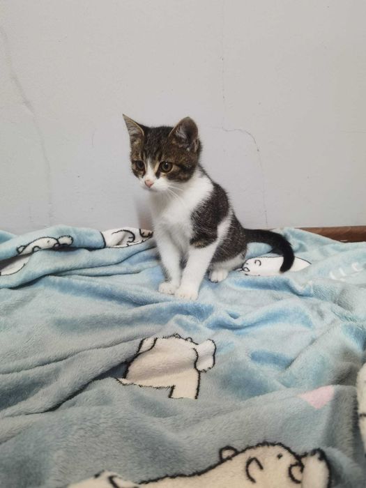 Rozbrykany koci maluch Dior czeka na swojego człowieka