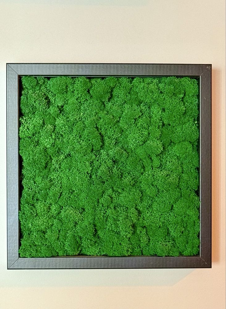 Obraz mech chrobotek 25x25cm – loft!