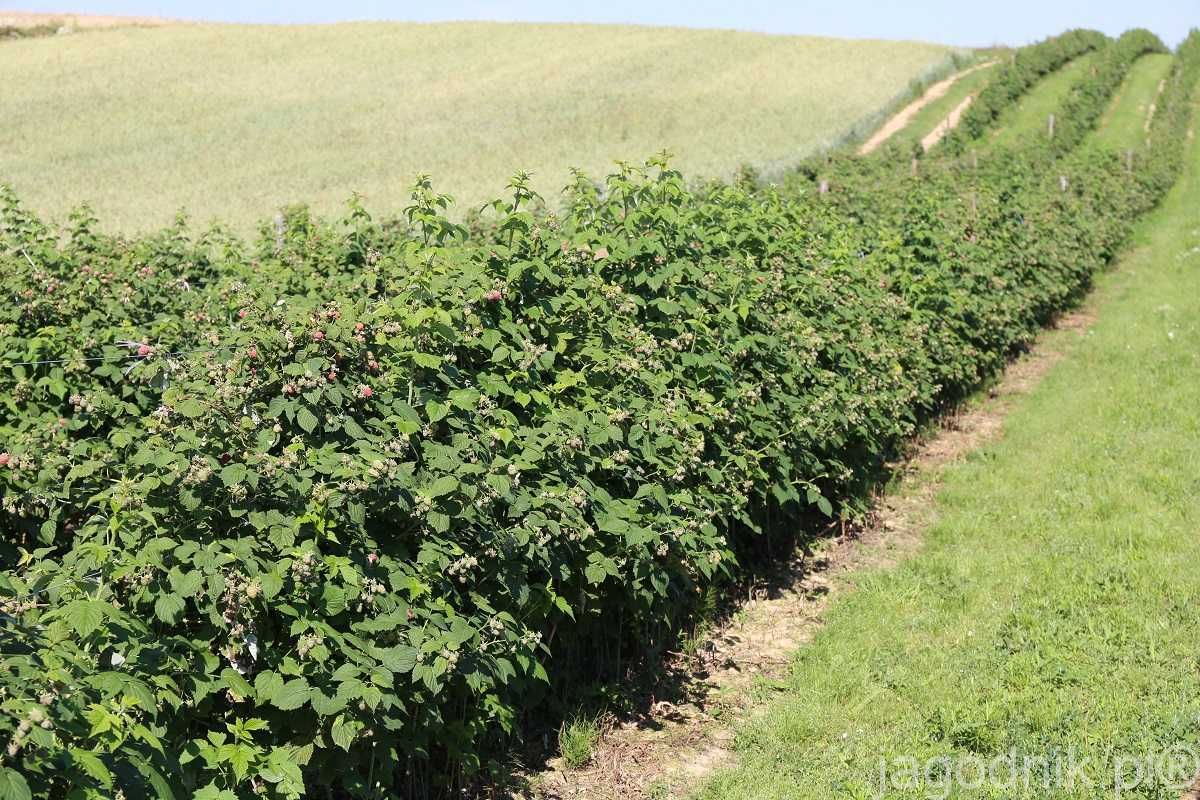 Maliny Polonez - Poemat - Radziejowa - Sokolica / Mozliwa wysyłka /