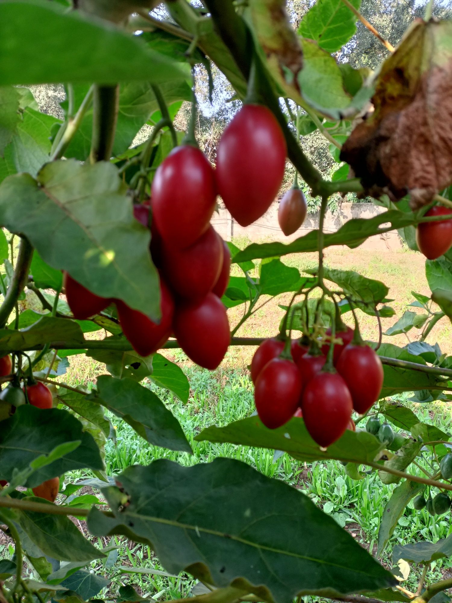 Tomarilho - tomate de árvore